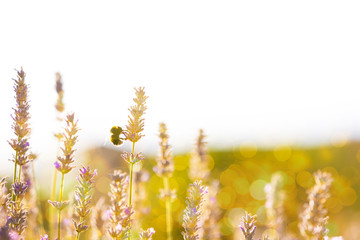 Bumblebee in Lavaneder field © Nemida