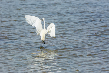 Little egret in Delta de l'Ebre Nature Park, Tarragona, Spain
