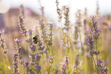 Bumblebee in Lavaneder field