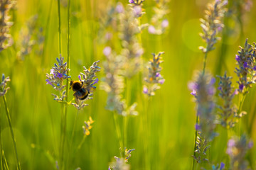 Bumblebee in Lavaneder field