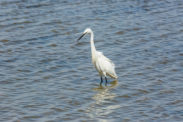 Little egret in Delta de l'Ebre Nature Park, Tarragona, Spain