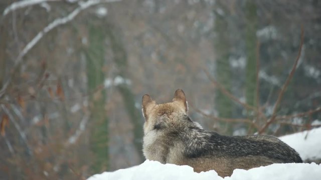 gray wolf looks into the distance, rear view