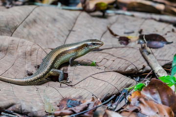 Common sun skink spotted in Singapore