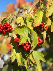 Closeup of red berries on a branch.