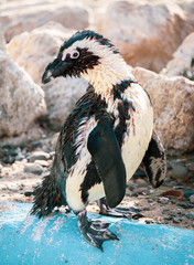 African penguin standing on the rock after swimming. African penguin (Spheniscus demersus) also known as the jackass penguin and black-footed penguin.