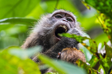 Long-tailed Macaque enjoying meal time_spotted at Tree Top Walk in Singapore