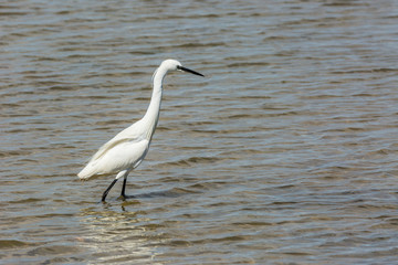 Little egret in Delta de l'Ebre Nature Park, Tarragona, Spain
