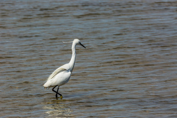 Little egret in Delta de l'Ebre Nature Park, Tarragona, Spain