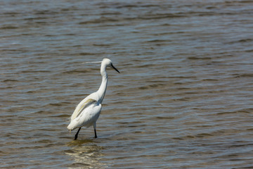 Little egret in Delta de l'Ebre Nature Park, Tarragona, Spain