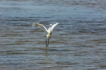 Little egret in Delta de l'Ebre Nature Park, Tarragona, Spain