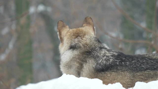 gray wolf lies and looks into the distance