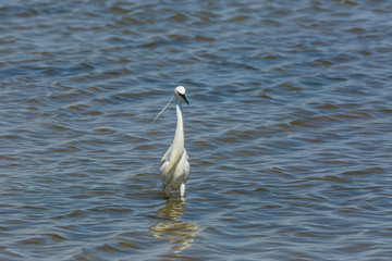 Little egret in Delta de l'Ebre Nature Park, Tarragona, Spain