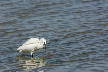 Little egret in Delta de l'Ebre Nature Park, Tarragona, Spain