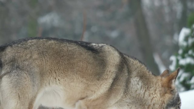 gray wolf stands and looks away
