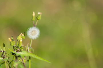 Dandelion seeds outdoors in the fall
