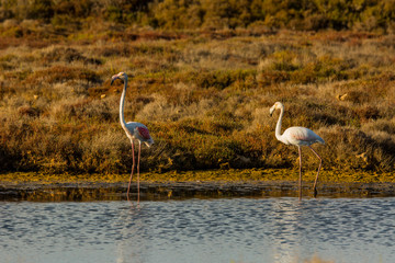 Fototapeta premium Flamingos in Delta de l'Ebre, Tarragona, Spain
