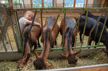 a child pampers the goats they eat