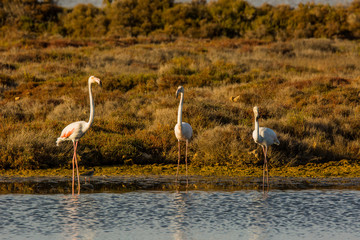 Obraz premium Flamingos in Delta de l'Ebre, Tarragona, Spain