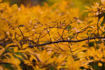 Yellow leaves in a branch