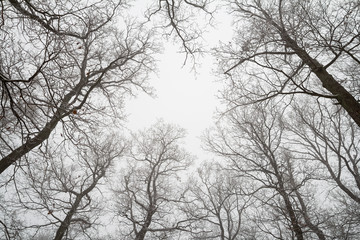 Fototapeta na wymiar leafless treetops in winter