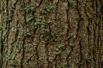 Fototapeta premium alpine firs texture