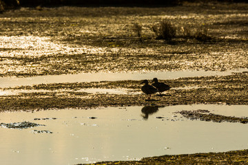 Mallard silhouette in Delta de l'Ebre Nature Park, Tarragona, Spain