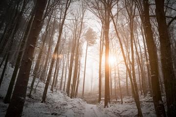 sun shining in winter misty forest