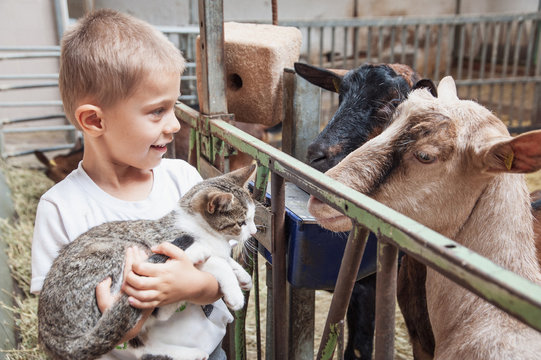 child shows a kitten to the curious goats