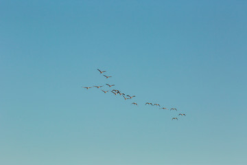 Flamingos in Delta de l'Ebre Nature Park, Tarragona, Spain