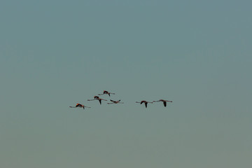 Flamingos in Delta de l'Ebre Nature Park, Tarragona, Spain
