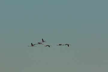 Flamingos in Delta de l'Ebre Nature Park, Tarragona, Spain