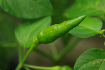 Green chili in the garden