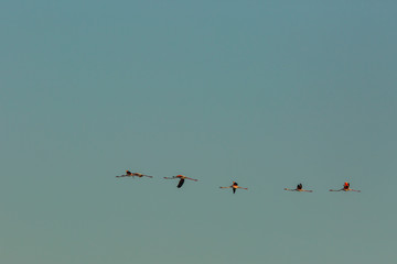 Flamingos in Delta de l'Ebre Nature Park, Tarragona, Spain