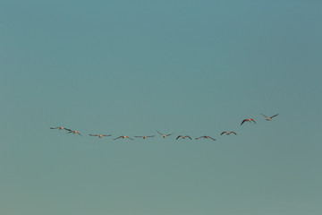 Flamingos in Delta de l'Ebre Nature Park, Tarragona, Spain