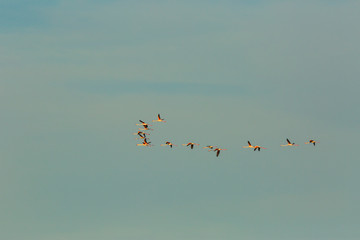Flamingos in Delta de l'Ebre Nature Park, Tarragona, Spain