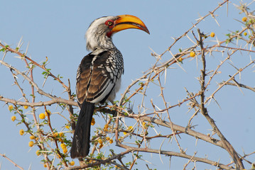 Southern Yellow billed Hornbill (Tockus leucomelas) the flying Banana, Etosha National Park,...
