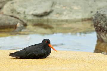 The variable oystercatcher (Haematopus unicolor) is a species of wader in the family Haematopodidae. It is endemic to New Zealand. The Maori name is torea pango. They are also known as red bills.