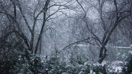 trees in winter and snow