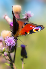 beautiful colorful butterfly on flowers blossom spring meadow