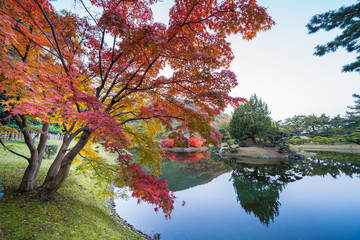 紅葉 香川県高松市峰山公園 Wall Mural Blue Blue Wallpaper Murals Kozo