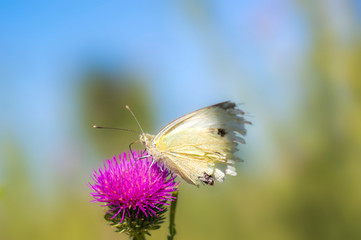 beautiful colorful butterfly on flowers blossom spring meadow