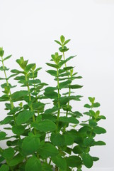 セントジョーンズワート