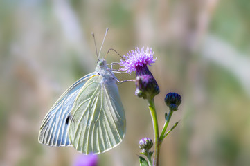 beautiful colorful butterfly on flowers blossom spring meadow