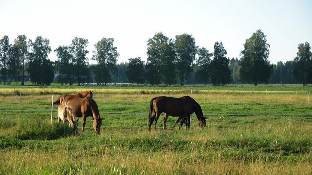 Two mares and foals eating on horse pasture