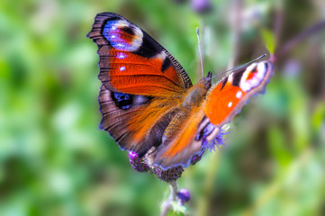 beautiful colorful butterfly on flowers blossom spring meadow