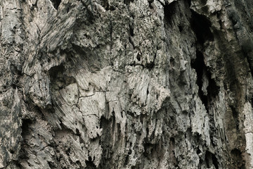 Close up of tree trunk background, texture of dark bark wood with old natural pattern for design art work.