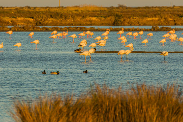 Flamingos in Delta de l'Ebre Nature Park, Tarragona, Spain