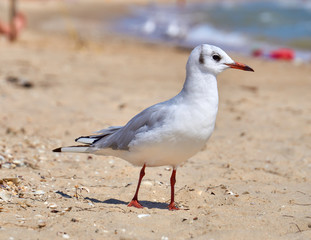 Seagull on the shore close - up on the background of natural sea water