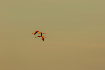 Flamingos in Delta de l'Ebre Nature Park, Tarragona, Spain
