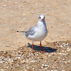 Seagull on the shore close - up on the background of natural sea water